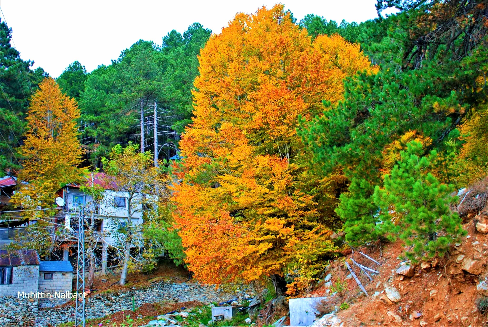 Dörtyol Bağrıaçık Yaylası Sonbaharda Renk Cümbüşü Sunuyor2