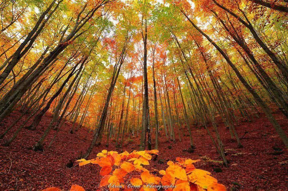 Düziçi Dumanlı Yaylası’nda Sonbahar Büyüsü (3)