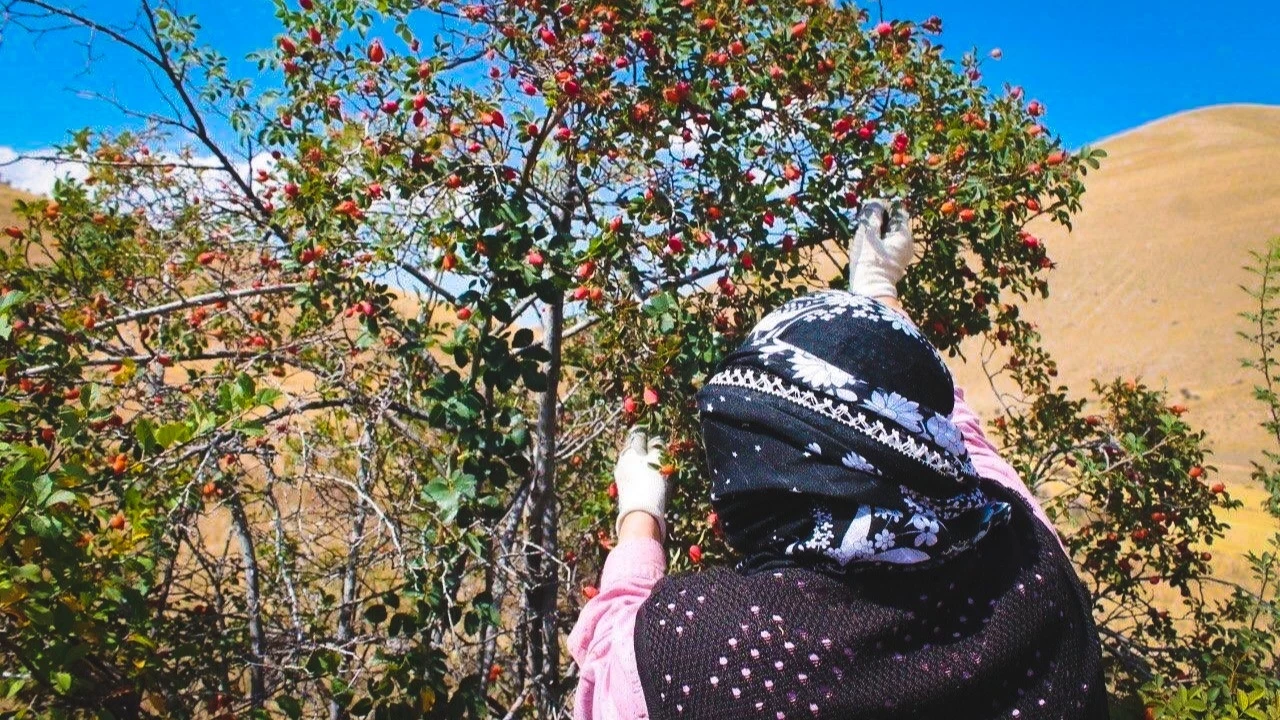 Erzincan’da Kuşburnu Hasadı Başladı Bin Derde Deva1