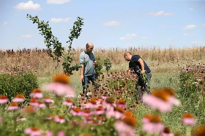 Eskişehir’de Yetiştirilen Ekinezya Kökü 1000 Tl’ye Satılıyor2