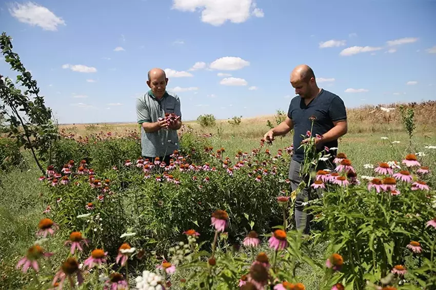 Eskişehir’de Yetiştirilen Ekinezya Kökü 1000 Tl’ye Satılıyor4