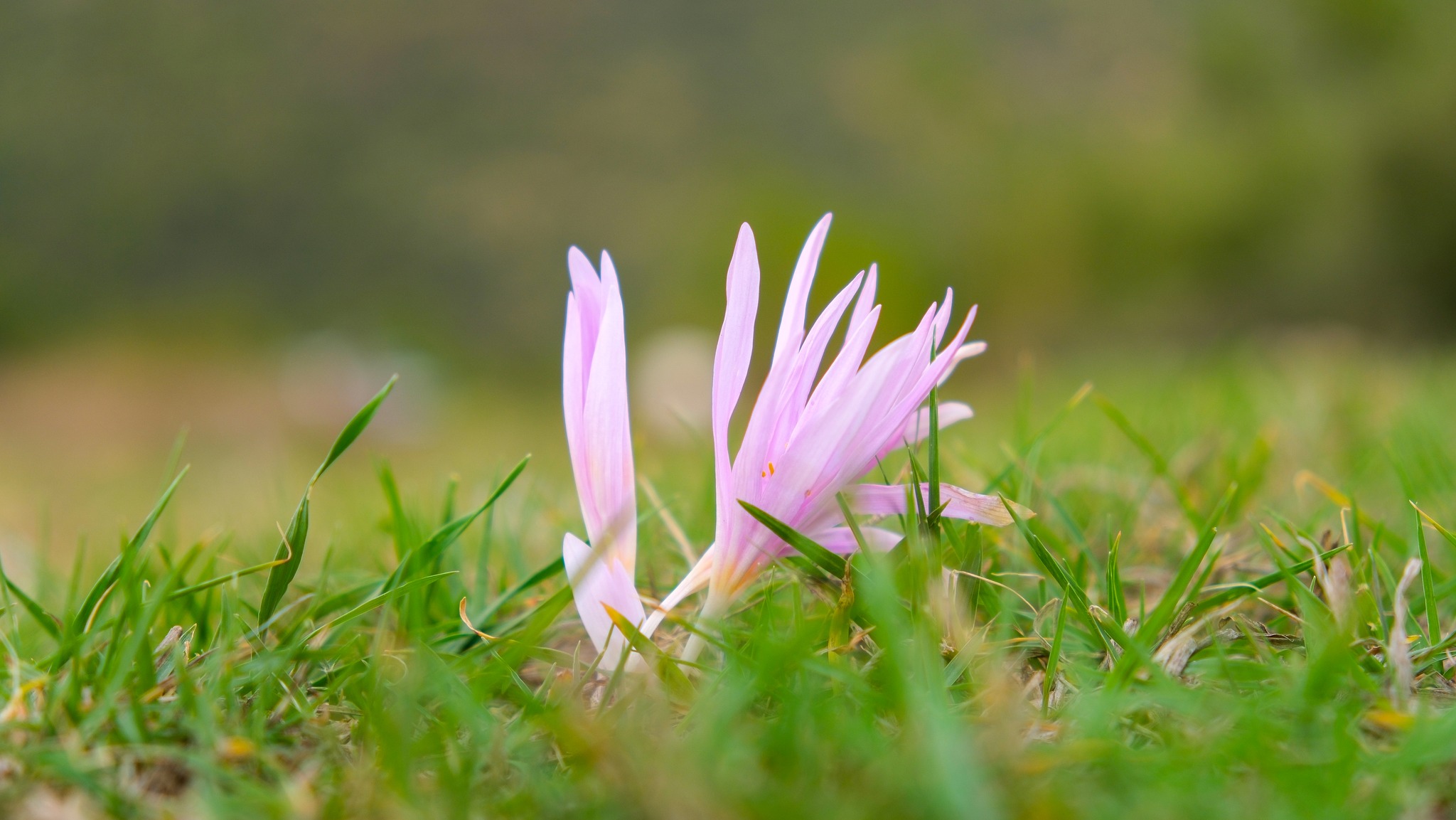 Ferhatlı Kozan’da Altyapı Ve Yatırımlarla Gelişiyor3