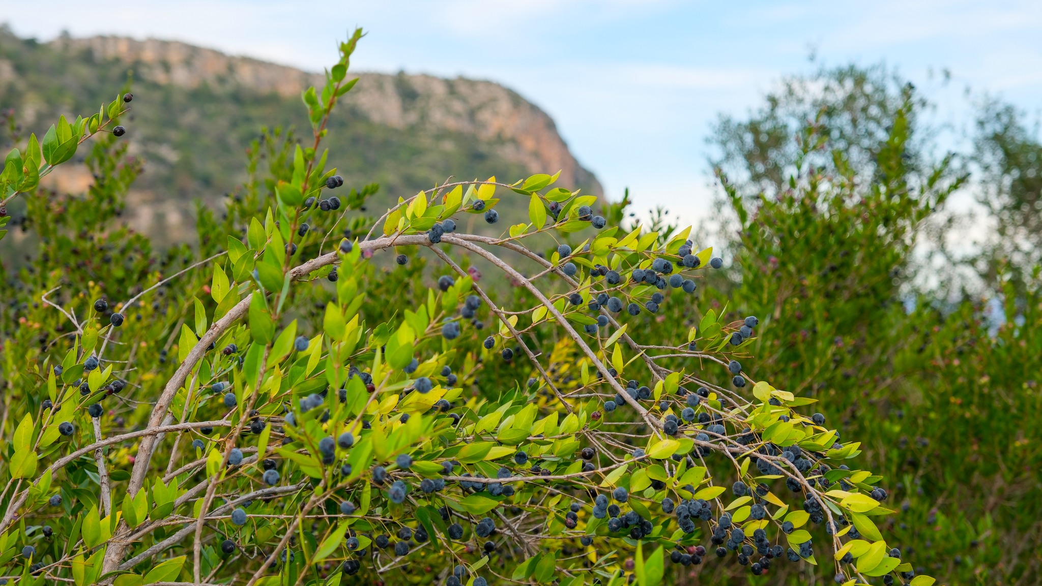 Ferhatlı Kozan’da Altyapı Ve Yatırımlarla Gelişiyor4