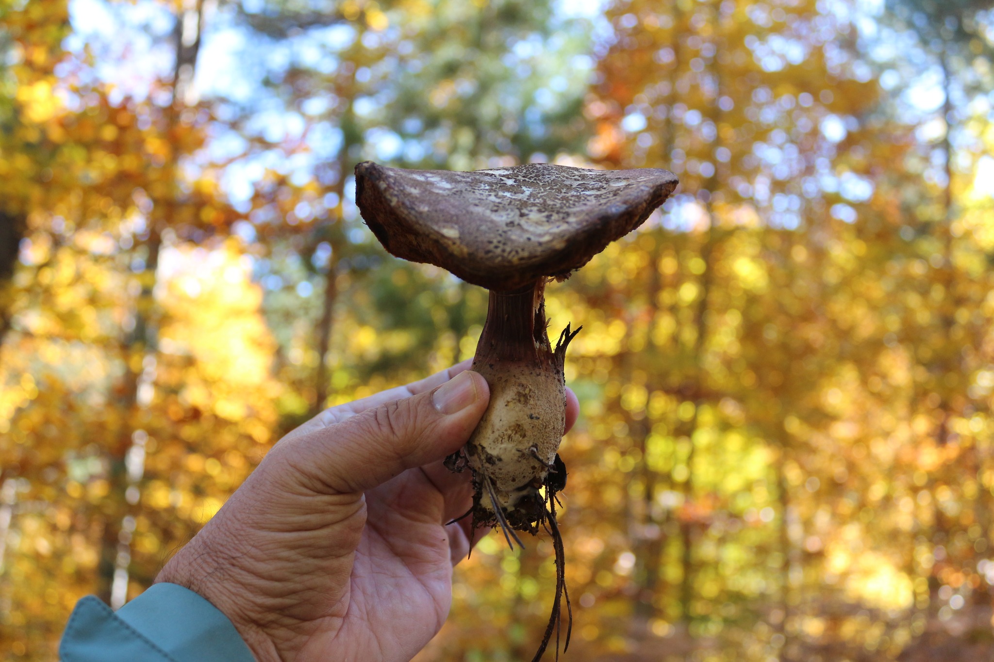 Gavurdağı’nda Sonbahar Bereketi Doğal Mantar Zamanı