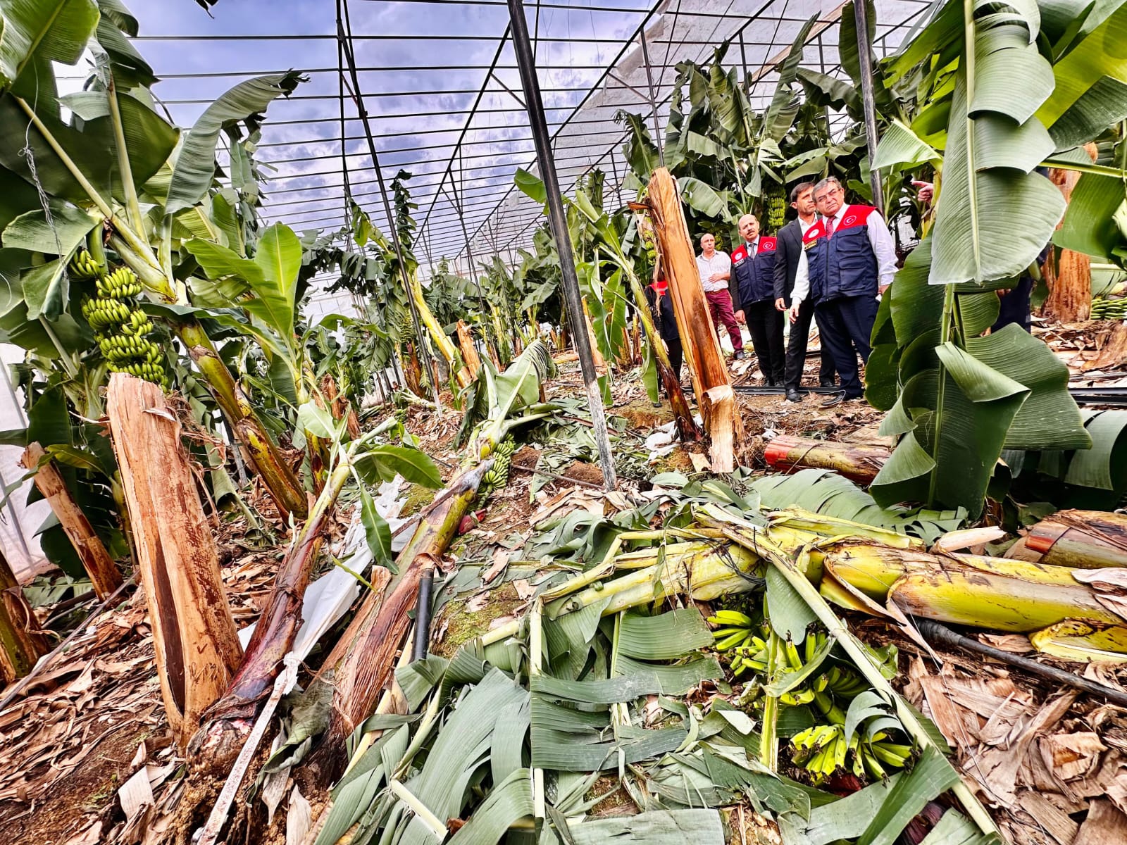 İl Tarım Ve Orman Müdürü Karadağ, Bozyazı'da Hortumdan Zarar Gören Seraları Inceledi