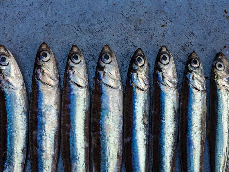 İstanbul’da Hamsi Kokusu Nasıl Giderilir 10 Pratik Yöntem11