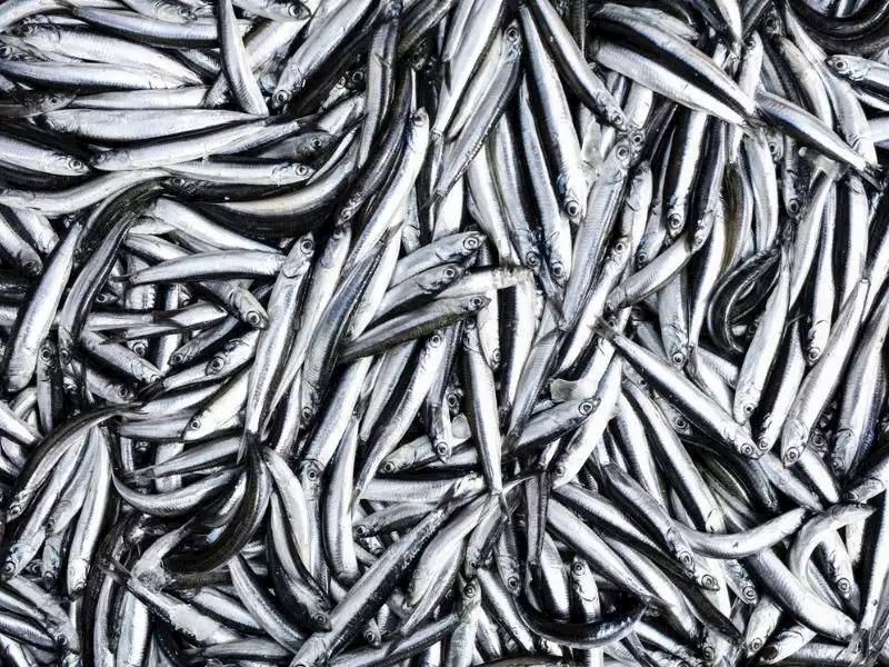 İstanbul’da Hamsi Kokusu Nasıl Giderilir 10 Pratik Yöntem3