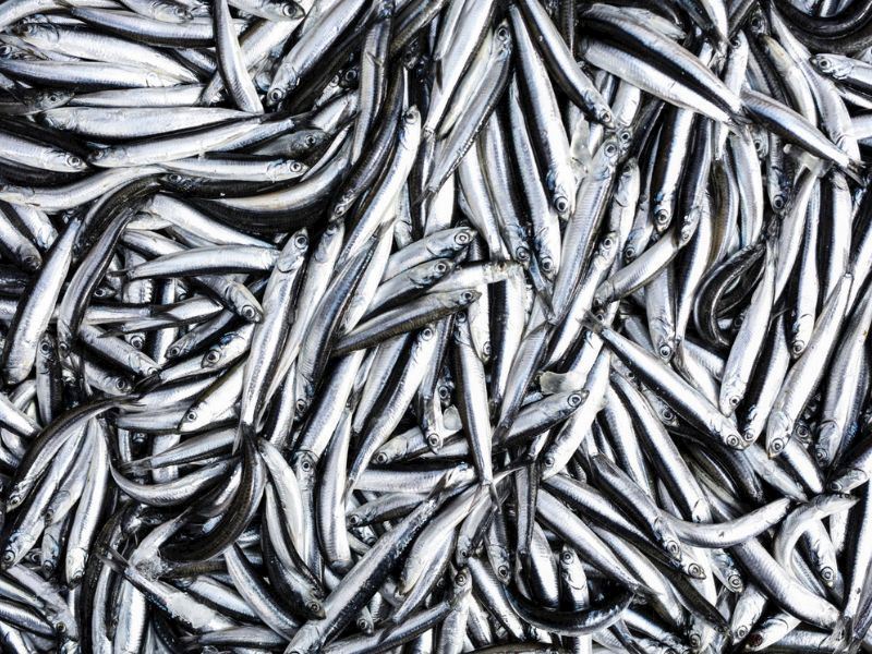 İstanbul’da Hamsi Kokusu Nasıl Giderilir 10 Pratik Yöntem6