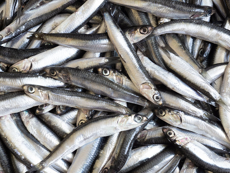 İstanbul’da Hamsi Kokusu Nasıl Giderilir 10 Pratik Yöntem8