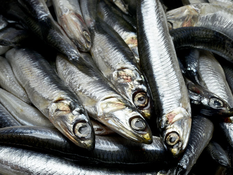 İstanbul’da Hamsi Kokusu Nasıl Giderilir 10 Pratik Yöntem9