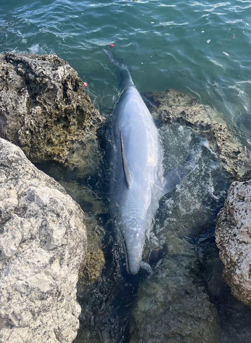 İzmir'de Balıkçı Ağlarına Takılan Yunus Karaya Vurdu