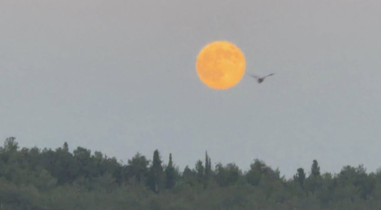 Kadirli’de Büyüleyen Dolunay Manzarası (3)