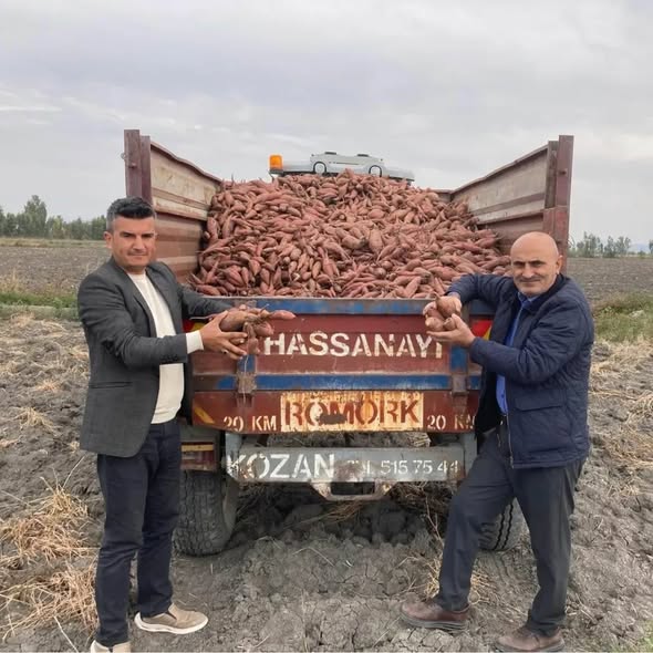 Kadirli’de Tatlı Patates Bereketi (2)