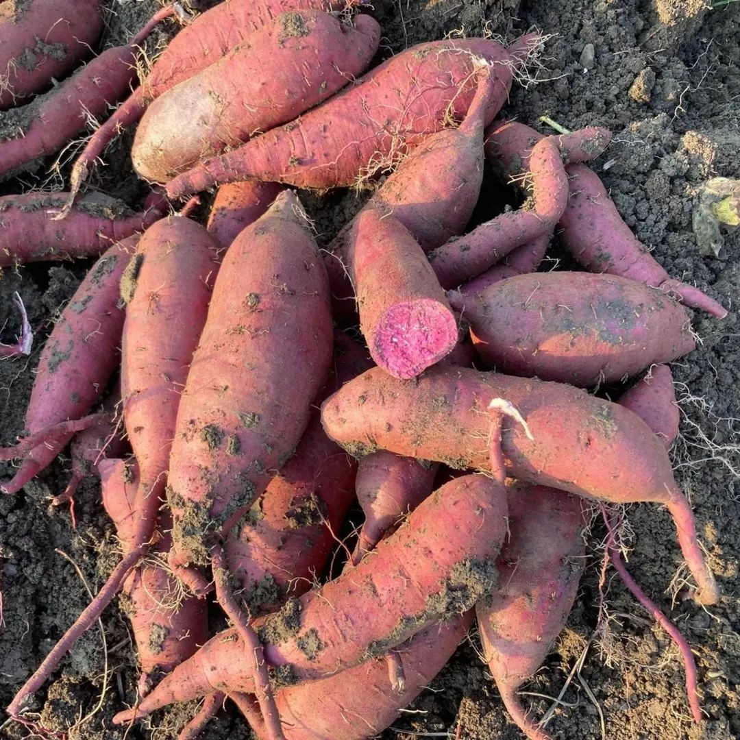 Kadirli’de Tatlı Patates Bereketi (3)