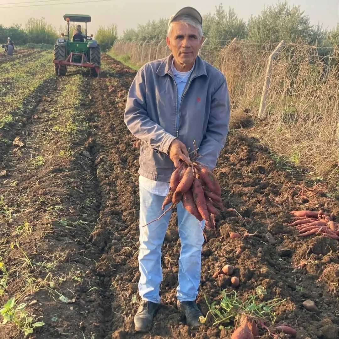 Kadirli’de Tatlı Patates Bereketi (4)