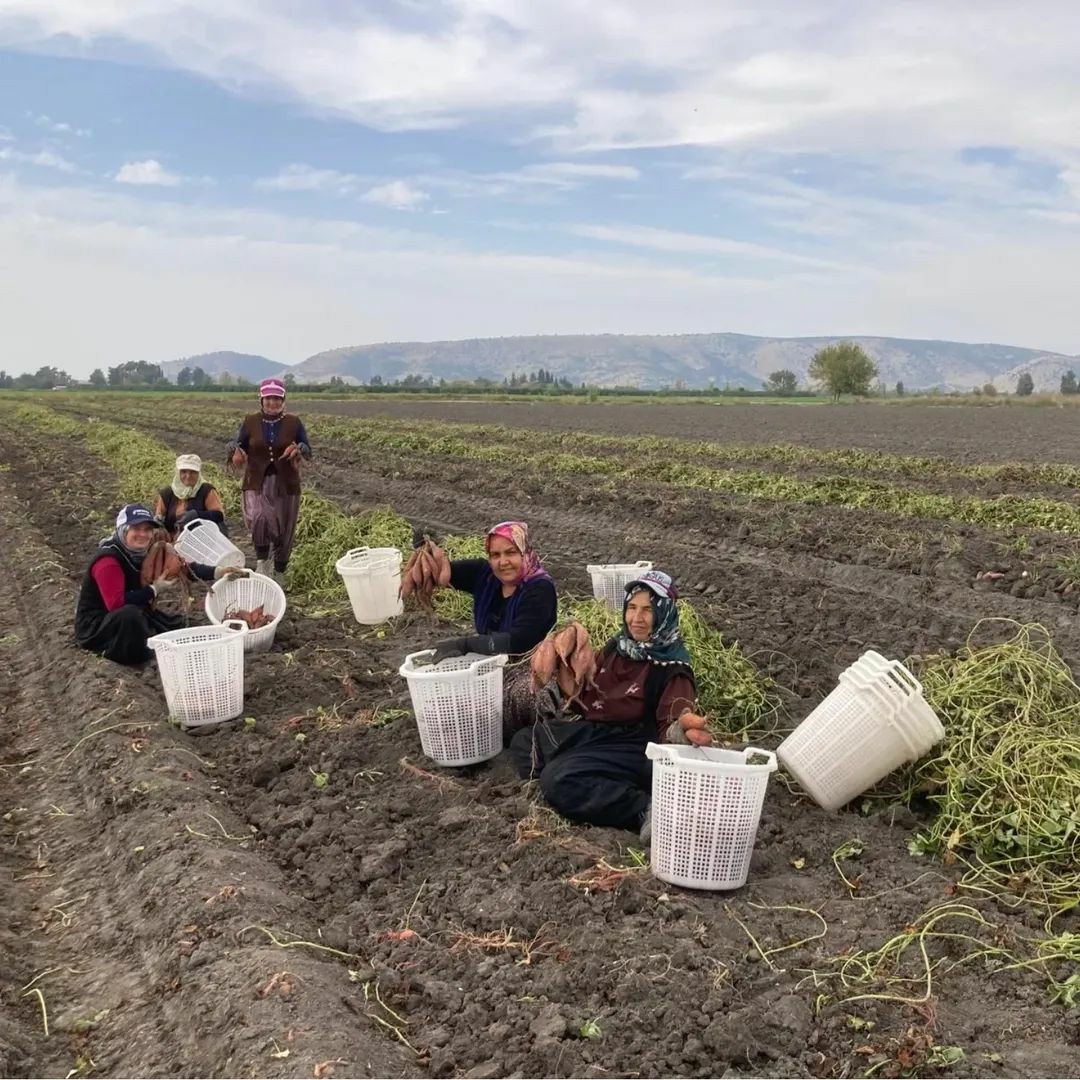 Kadirli’de Tatlı Patates Bereketi (5)