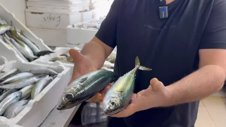 Karadeniz Tezgahlarında Hamsi Ve Çeşit Bolluğu Yaşanıyor3