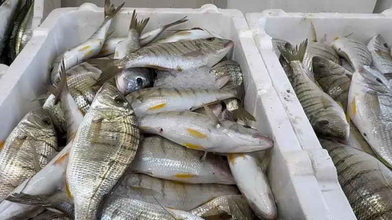 Karadeniz Tezgahlarında Hamsi Ve Çeşit Bolluğu Yaşanıyor4