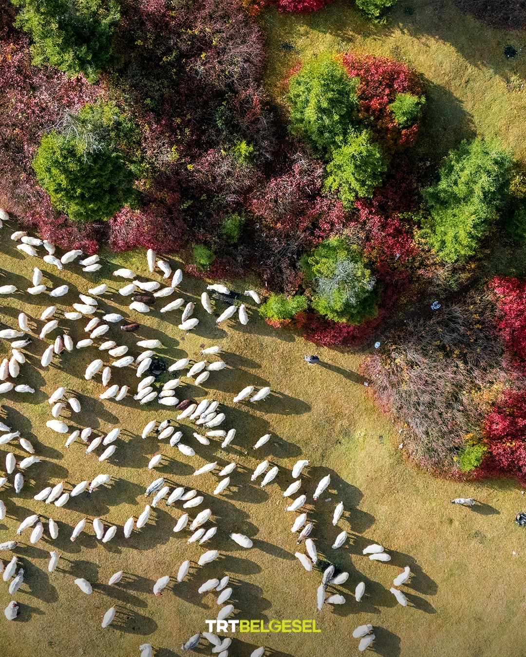 Karadeniz Yaylalarında Sonbahar Büyüsü6