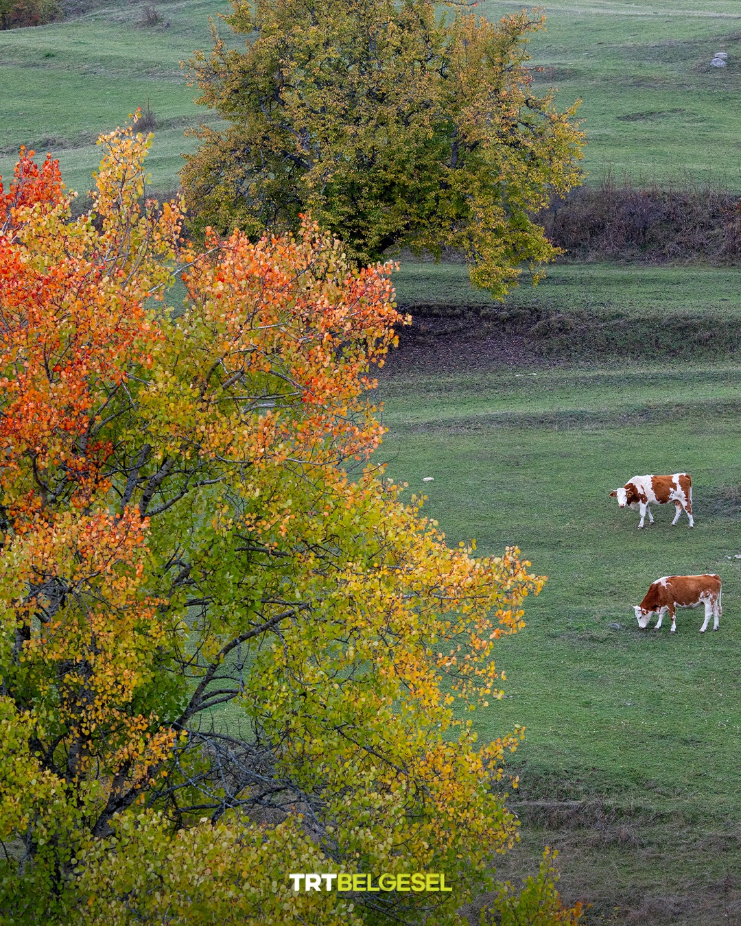 Karadeniz Yaylalarında Sonbahar Büyüsü7