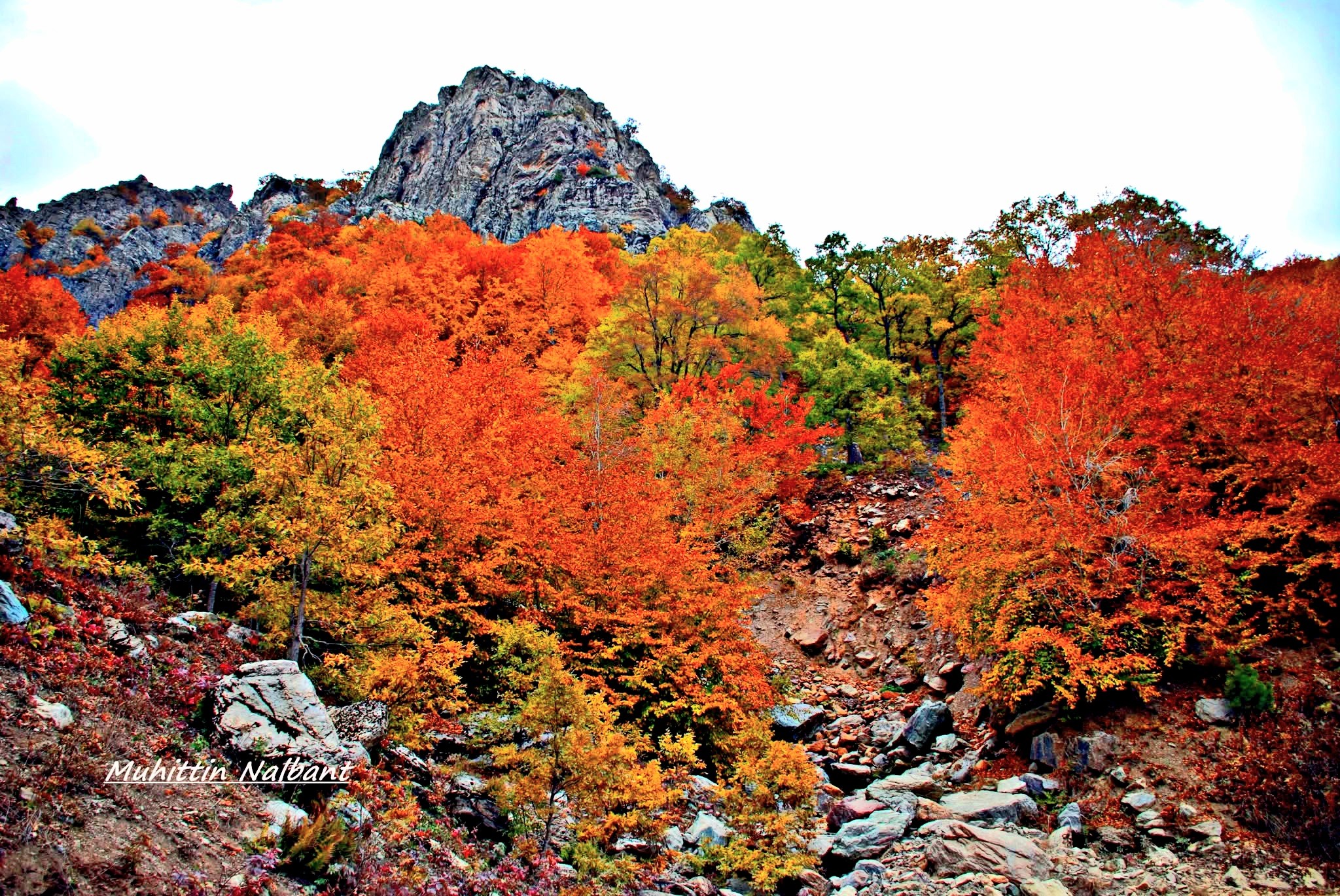 Kızlarufacıığı Yaylası İslahiye Yaylalarının Cennet Köşesi6