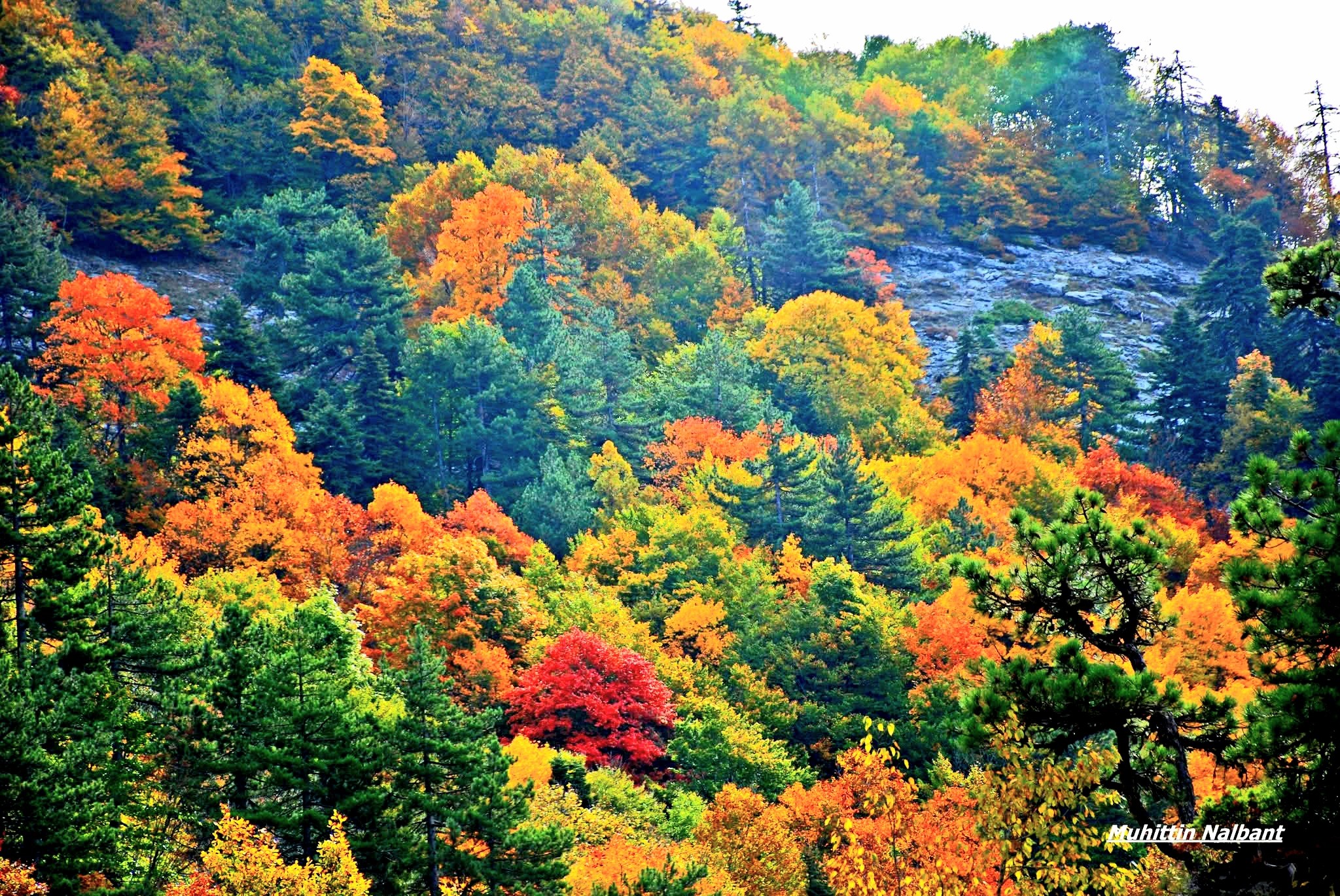 Kızlarufacıığı Yaylası İslahiye Yaylalarının Cennet Köşesi7