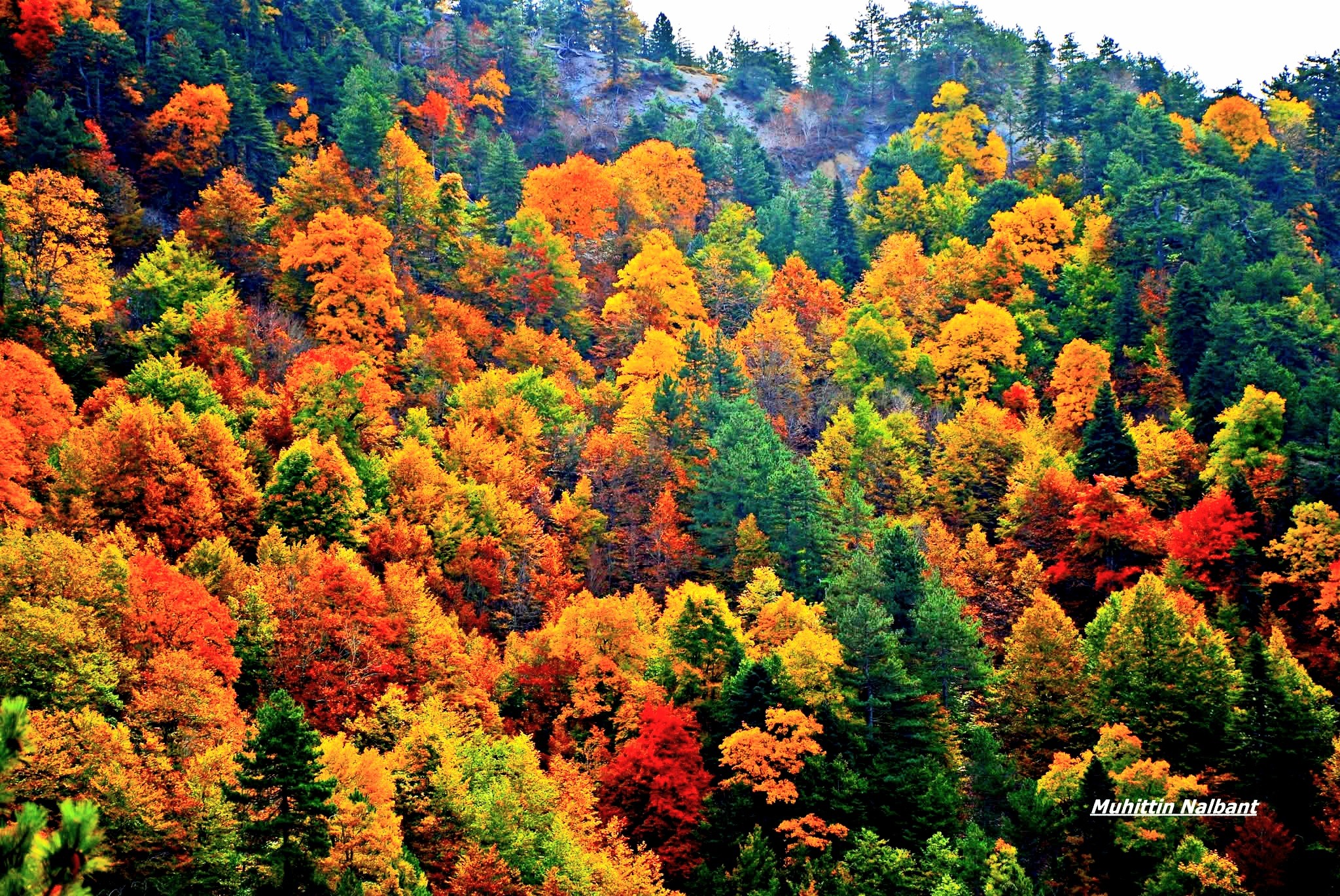 Kızlarufacıığı Yaylası İslahiye Yaylalarının Cennet Köşesi8