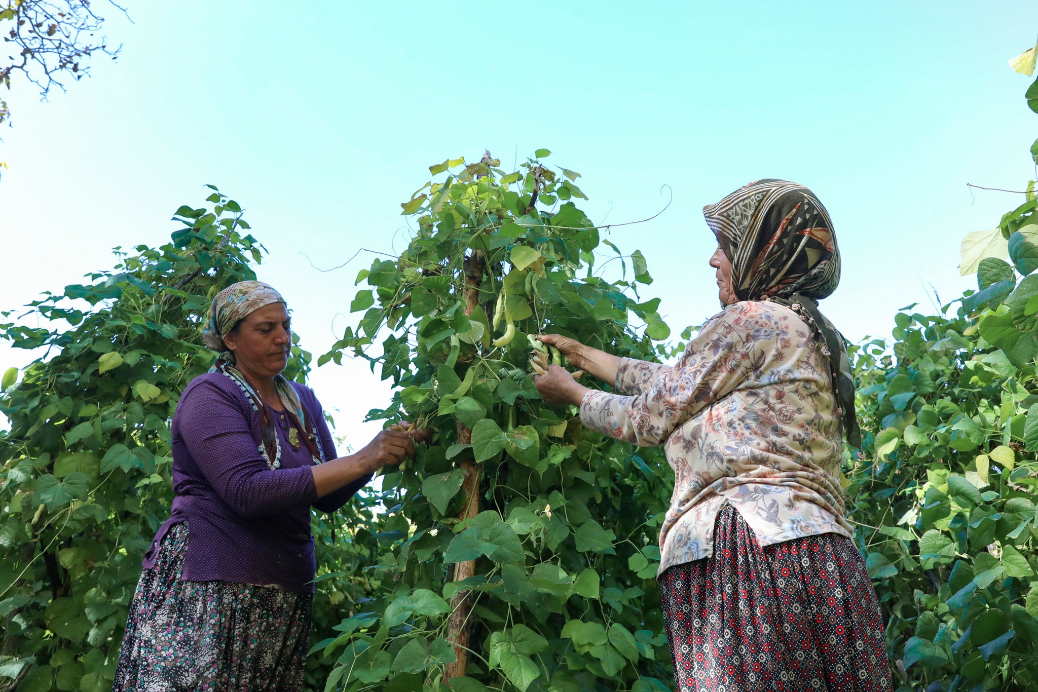 Leklek Fasulyesi Gülnar’da Yeniden Ekildi (1)