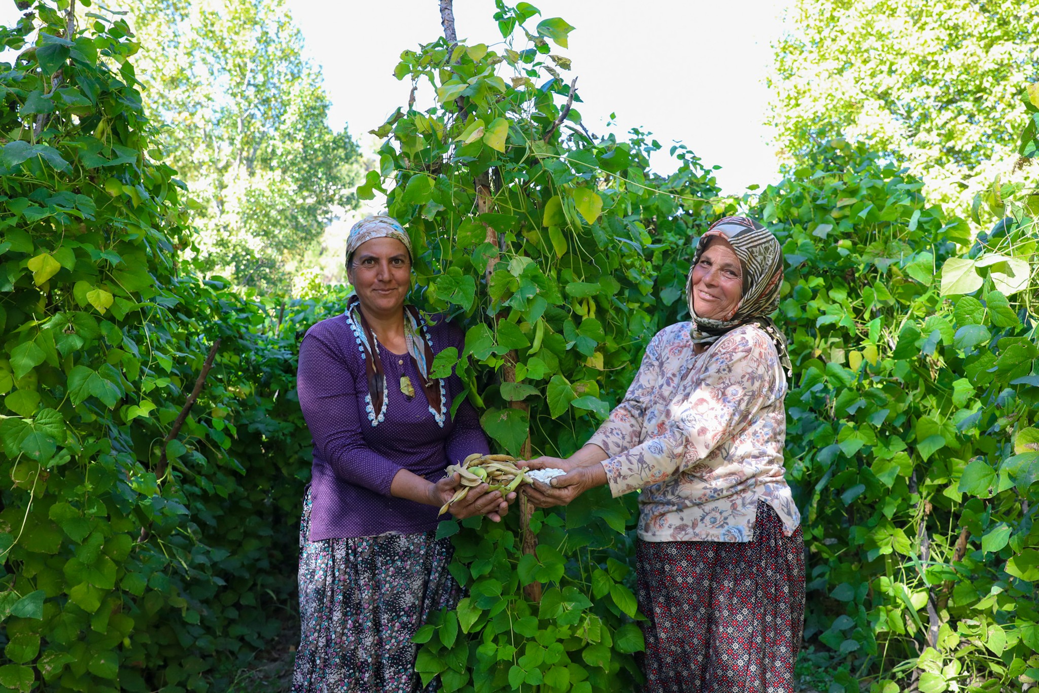 Leklek Fasulyesi Gülnar’da Yeniden Ekildi (3)