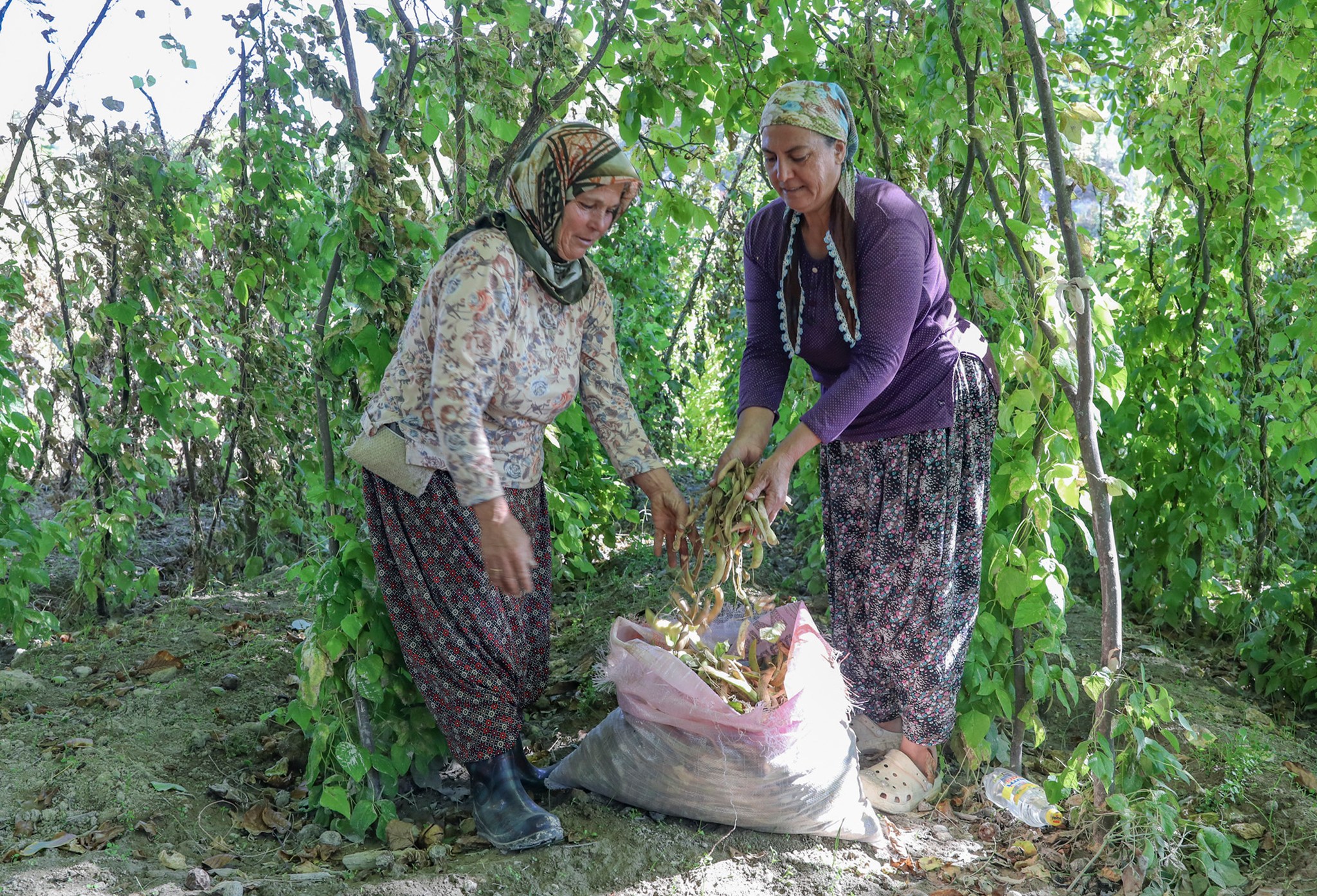 Leklek Fasulyesi Gülnar’da Yeniden Ekildi (6)