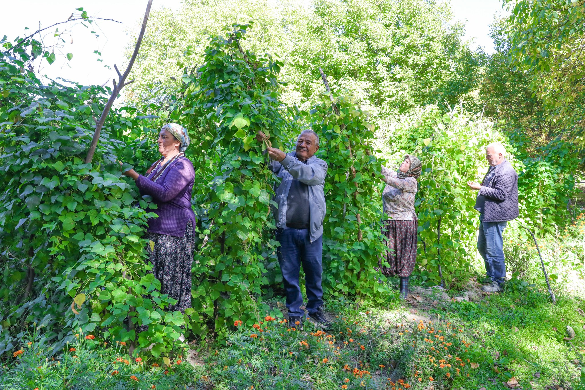 Leklek Fasulyesi Gülnar’da Yeniden Ekildi (7)