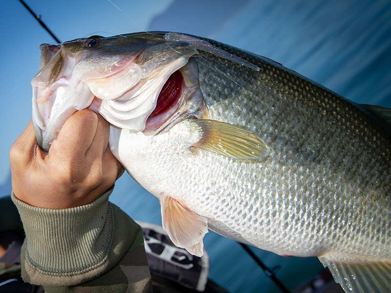 Levrek Balığının Büyüğüne Ne Denir Kaba Mı Paşa Mı3