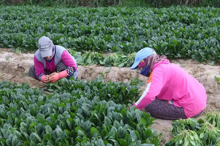 Menemen’de Kadın İşçiler Günlük 800 Tl Yevmiye İle Çalışıyor2