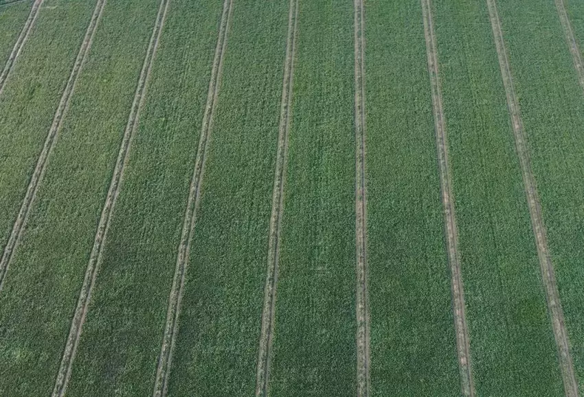 Menemen’de Kadın İşçiler Günlük 800 Tl Yevmiye İle Çalışıyor3