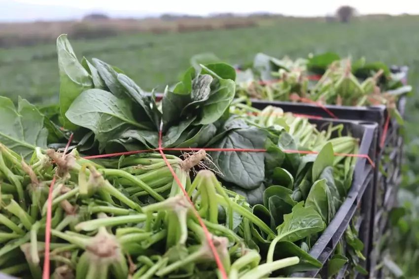 Menemen’de Kadın İşçiler Günlük 800 Tl Yevmiye İle Çalışıyor4