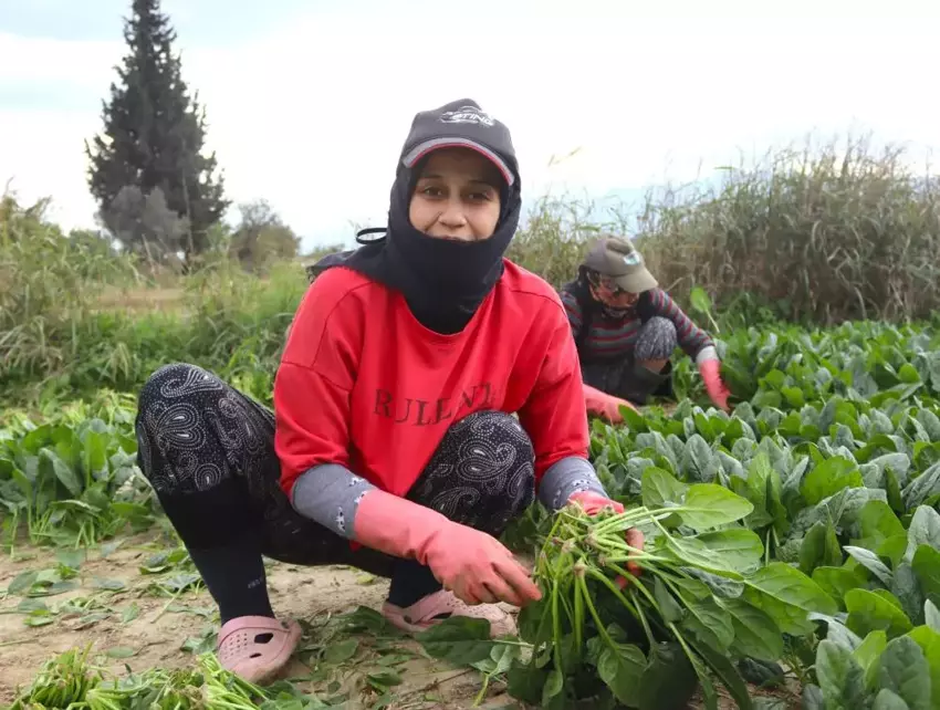 Menemen’de Kadın İşçiler Günlük 800 Tl Yevmiye İle Çalışıyor5