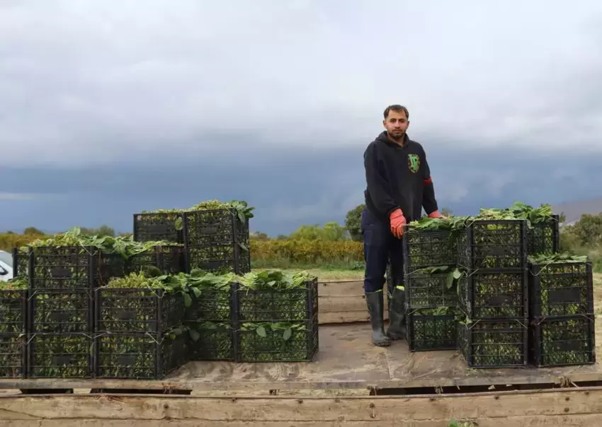 Menemen’de Kadın İşçiler Günlük 800 Tl Yevmiye İle Çalışıyor6