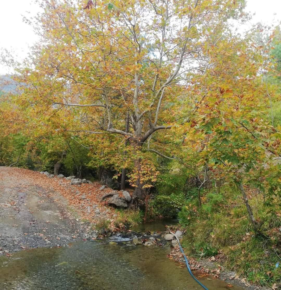 Nacar Yaylası'nda Hazan Başkadır Çınarlar Altında Sonbahar Büyüsü (1)