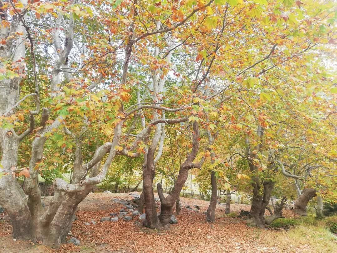 Nacar Yaylası'nda Hazan Başkadır Çınarlar Altında Sonbahar Büyüsü (3)