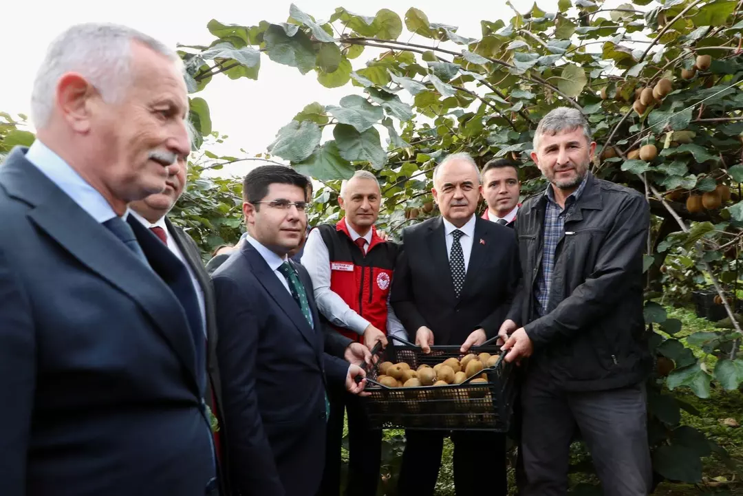 Ordu’da Kivi Hasadıyla Üretici Gelirleri Artıyor2