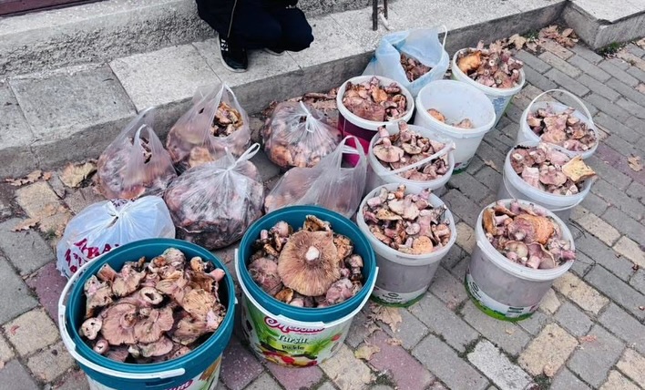 Ormanda Mantar Toplamak İçin İzin Almak Zorunlu2