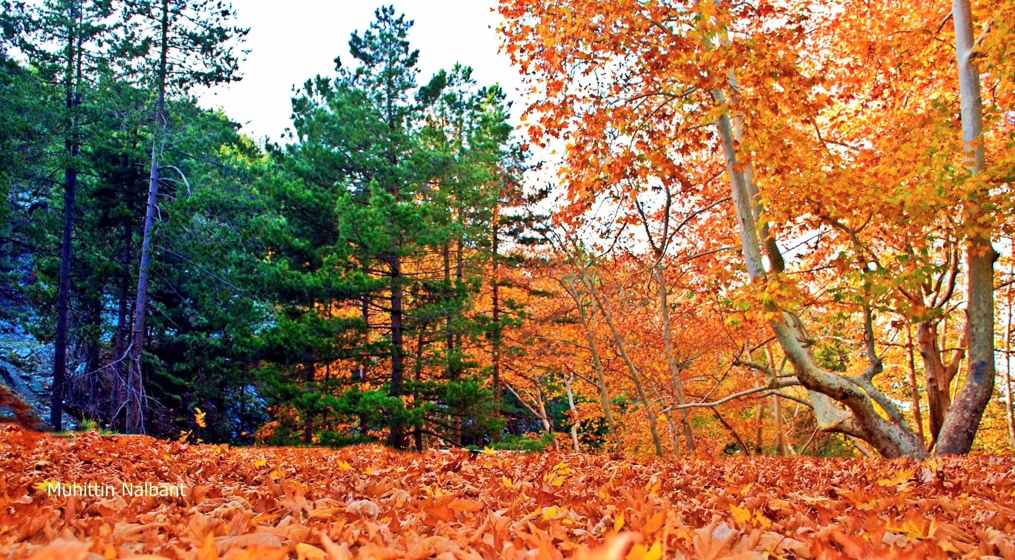 Osmaniye Amanos Dağları Çataloluk’ta Doğa Harikası Keşfi5