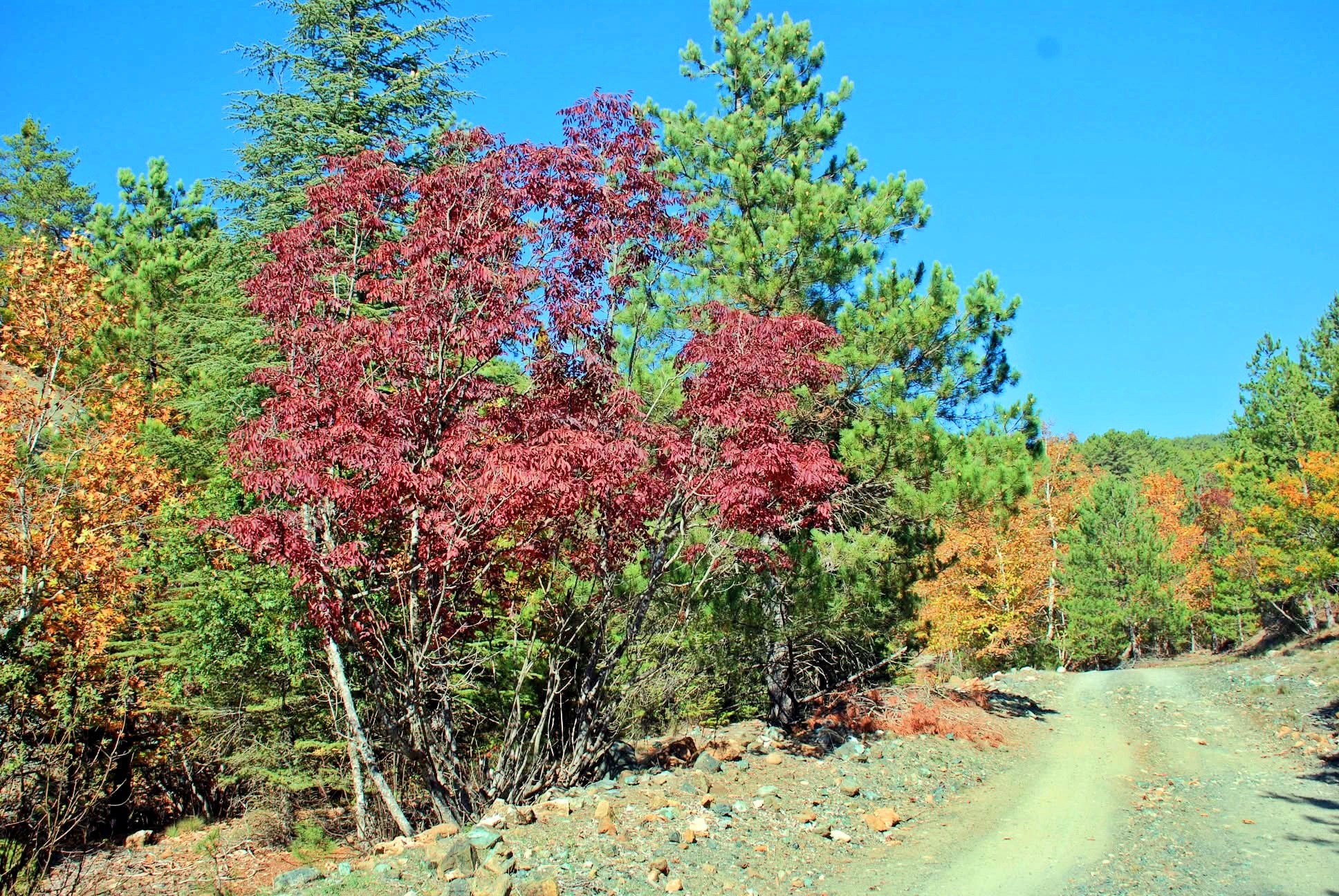 Osmaniye Amanos Dağları Gürdük’te Sonbahar Renkleri10