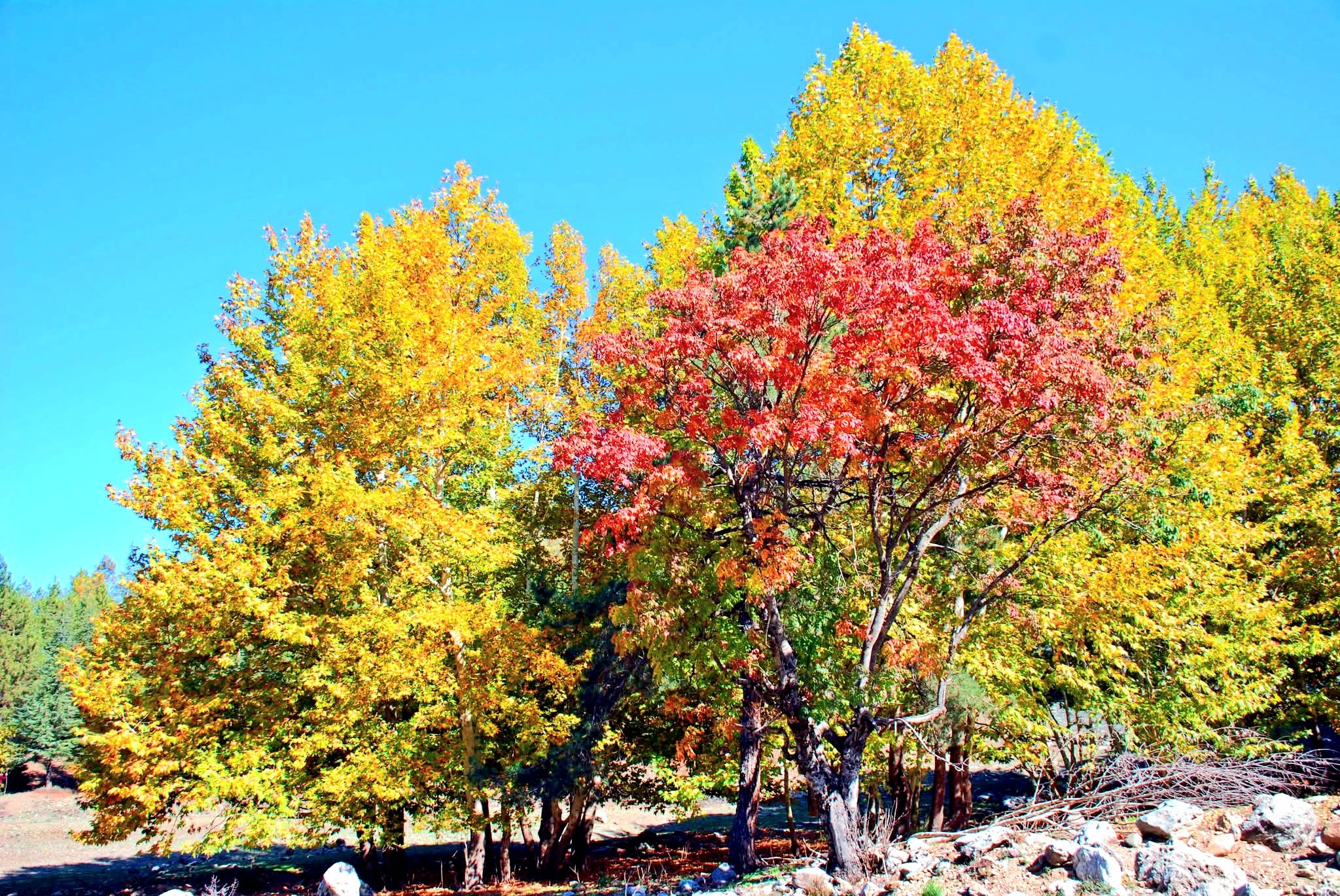 Osmaniye Amanos Dağları Gürdük’te Sonbahar Renkleri9