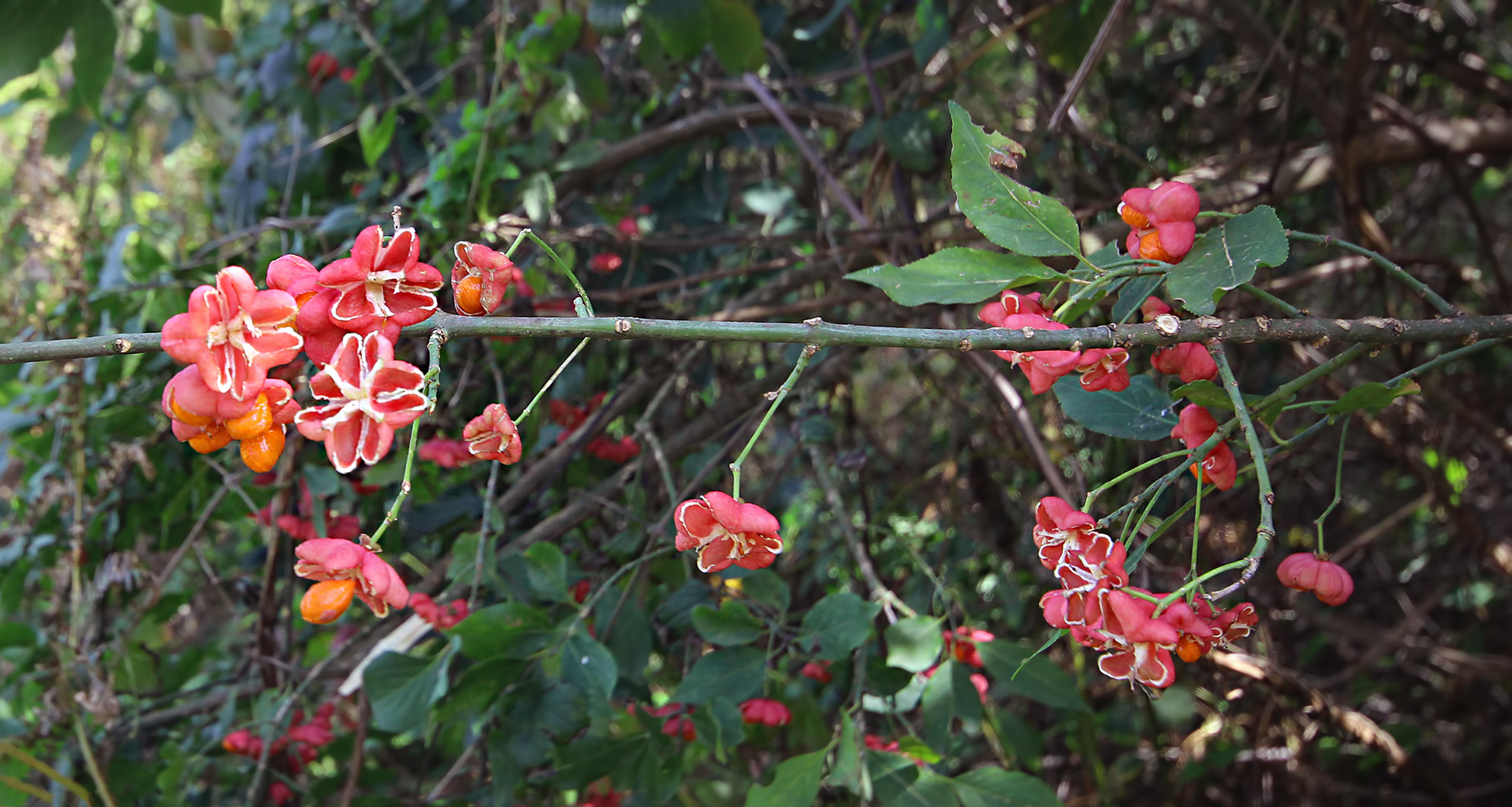 Osmaniye Amanosları’nda İğcik Ağacı Meyve Verdi3