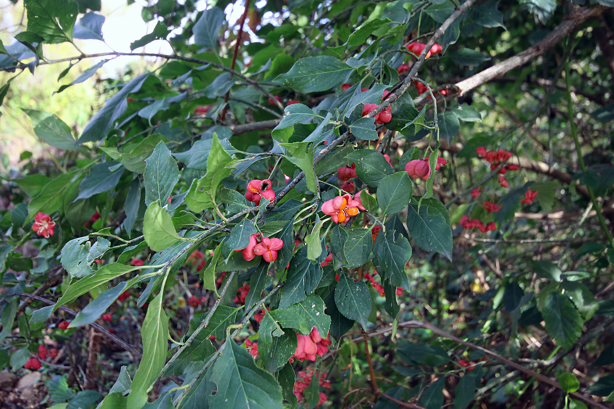 Osmaniye Amanosları’nda İğcik Ağacı Meyve Verdi4