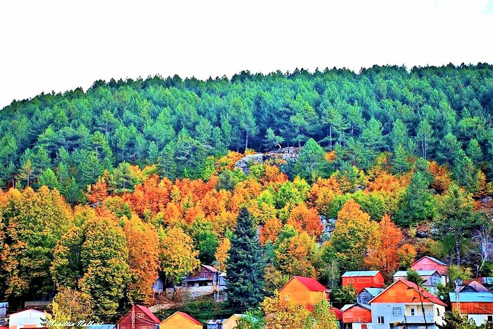 Osmaniye Büyük Küreci Yaylası Sonbaharda Renk Cümbüşü2-1