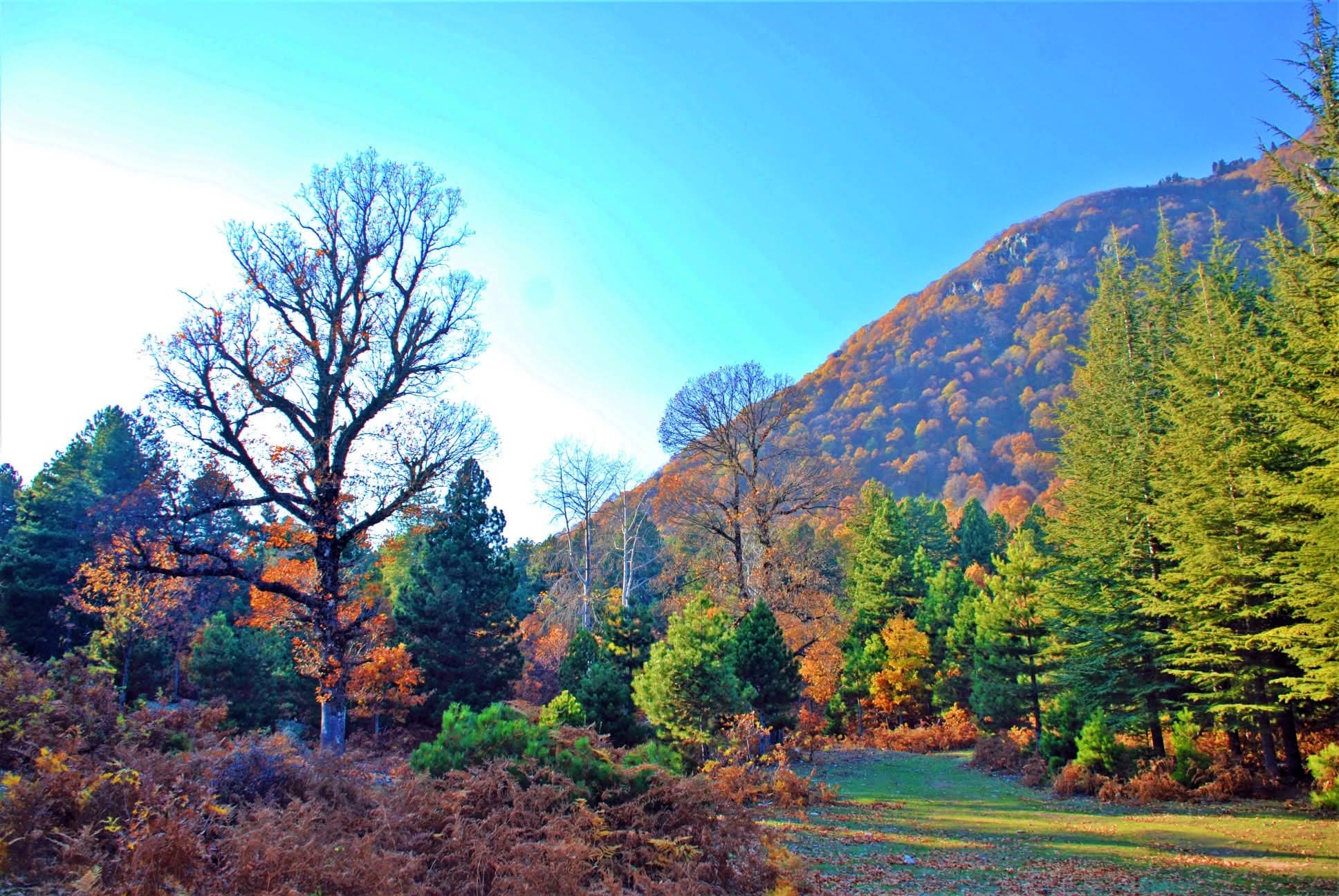 Osmaniye Küllü Köyü Sonbaharda Renk Cümbüşü Yaşadı4