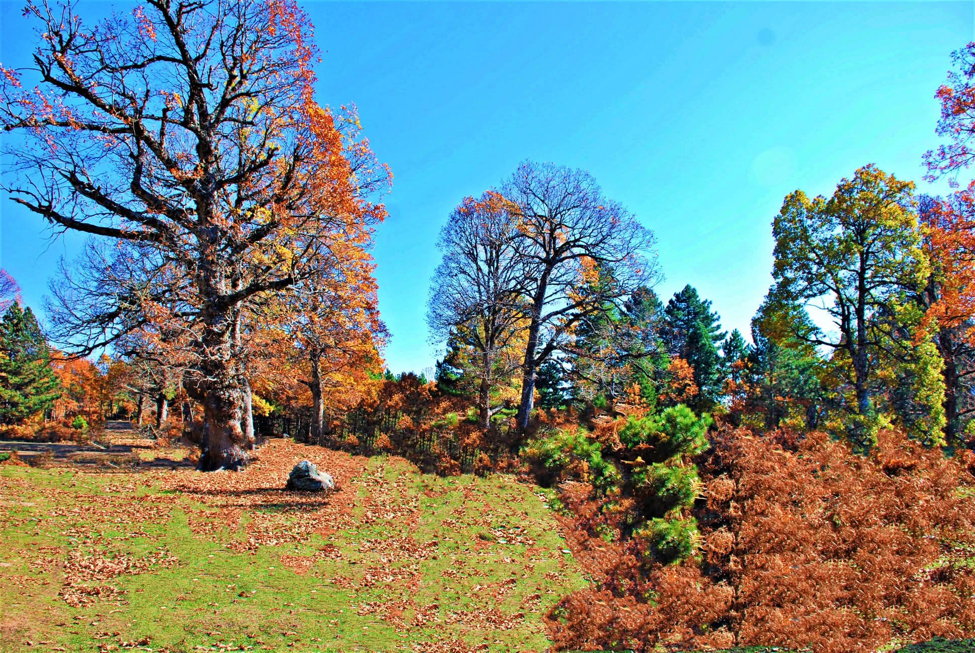 Osmaniye Küllü Köyü Sonbaharda Renk Cümbüşü Yaşadı5