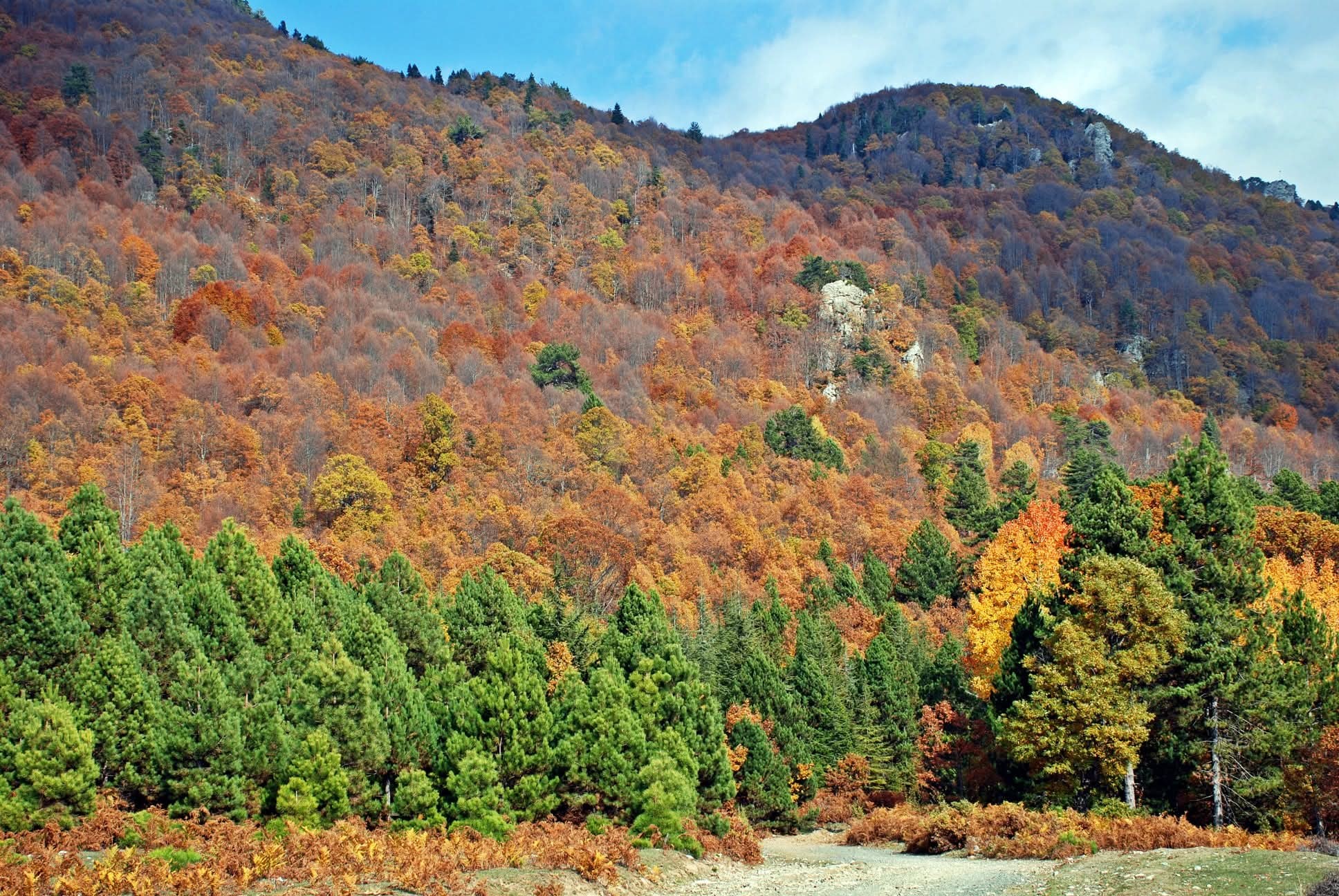 Osmaniye Küllü Köyü Sonbaharda Renk Cümbüşü Yaşadı7